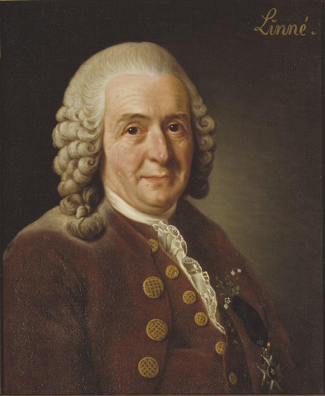 Portrait of Carl Linnaeus